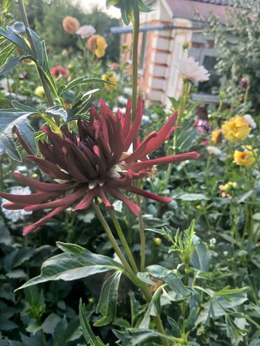 Продам жоржини (георгіни)