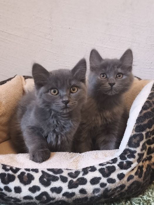 Кошенята в добрі руки, котик і киця