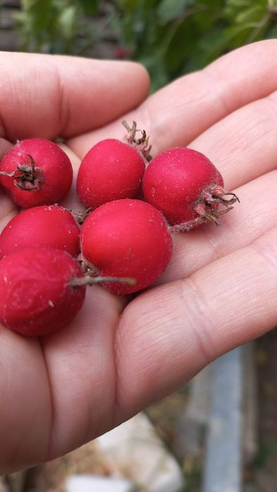 Саджанці глоду лікарського