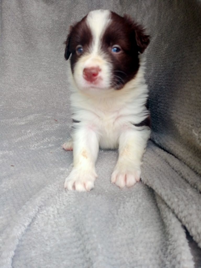 Śliczny piesek czekoladowy border collie