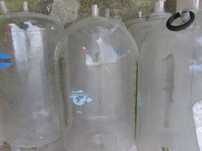 ordenha - recipientes(vasos) e maquinaria