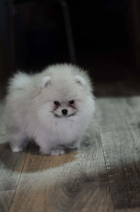 Супер детки, 100% мишки, мини размер