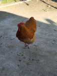 Ovos Orpington Amarela