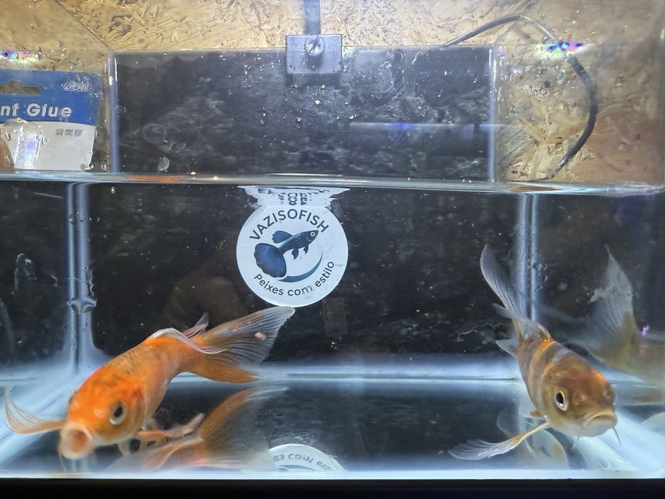 Carpa véu varias