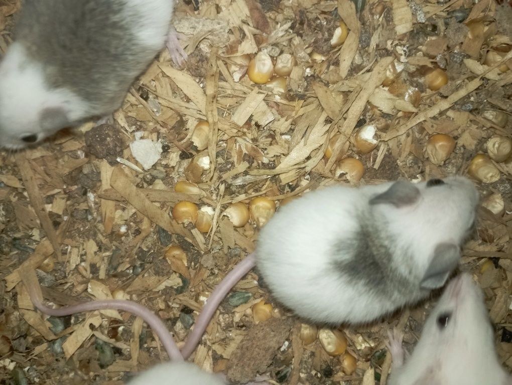 Mastomys mysz myszy