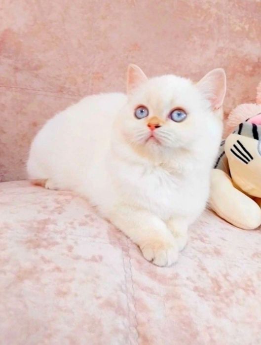 Чарівна дівчинка Біленька куколка