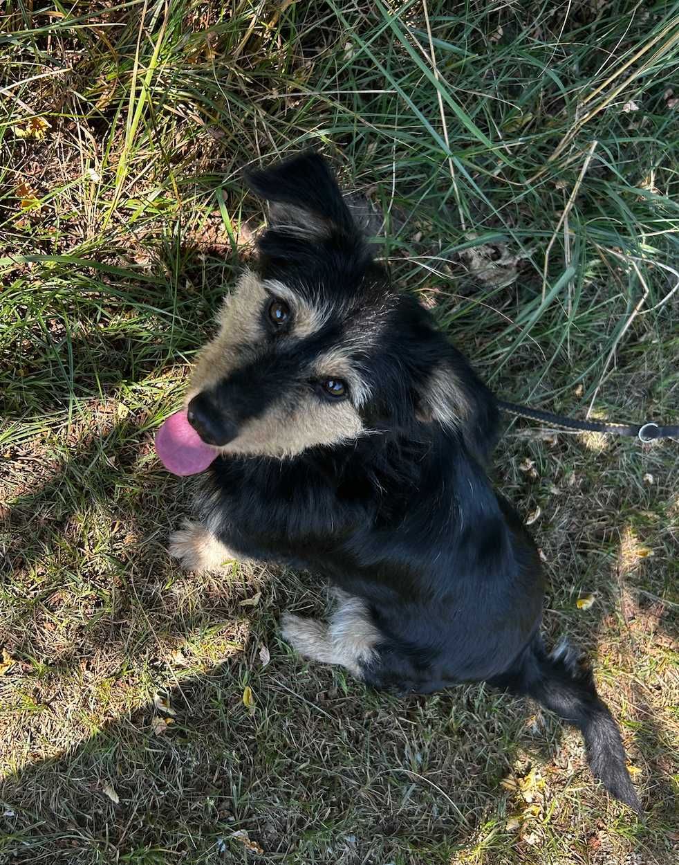 Suczka do adopcji FRUZIA