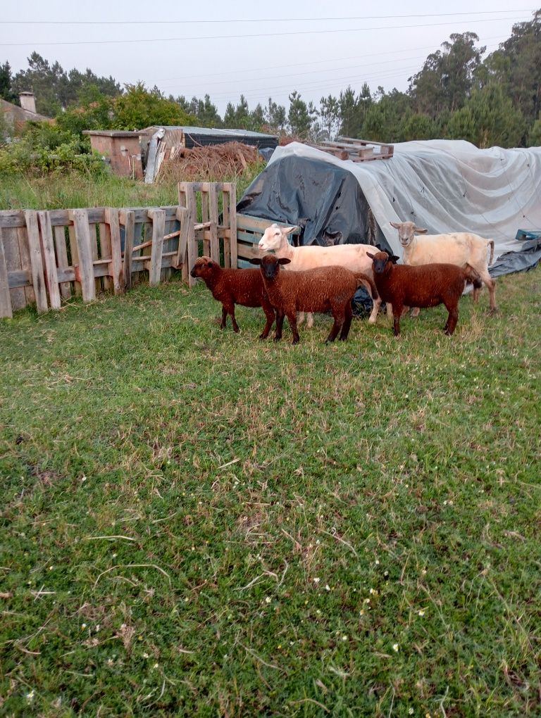 Vendo borregos macho  100 euros cada