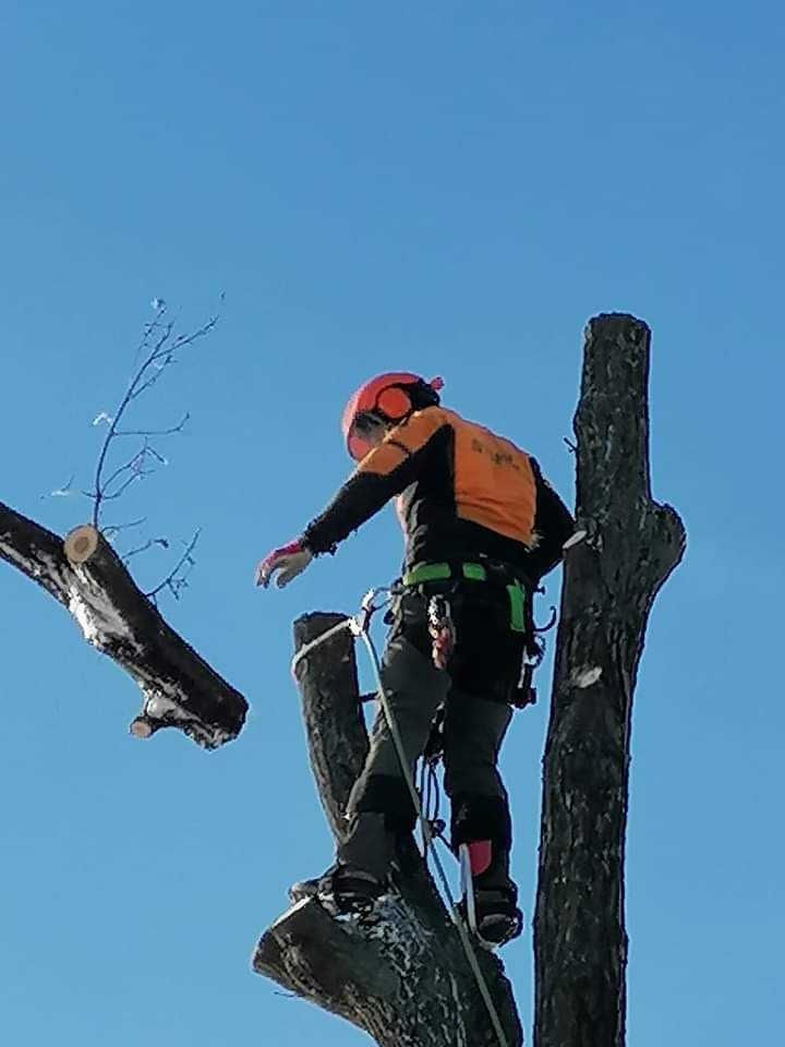 Wycinki metodą alpinistyczną plus koszenie trawy