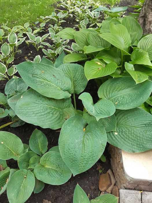 Продам хосты садовую