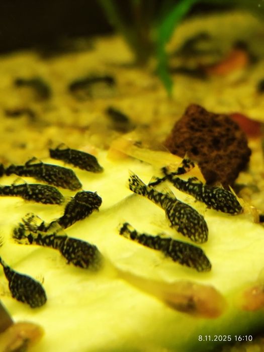 Sprzedam młode Zbrojniki ( glonojady)