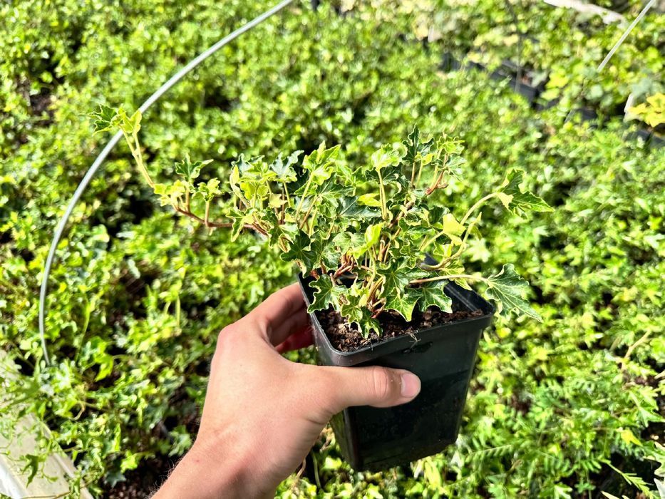Bluszcz pospolity 'Ivalace' (Hedera helix) w doniczce P11