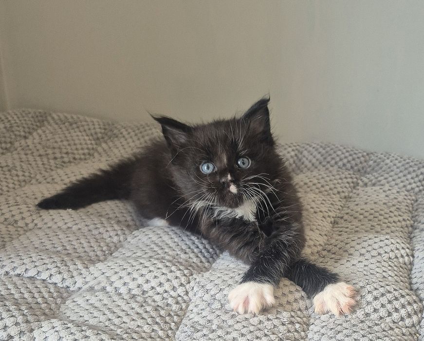 Czarny z białym kocurek Maine coon!!!