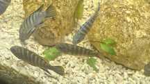 Pseudotropheus socolofi