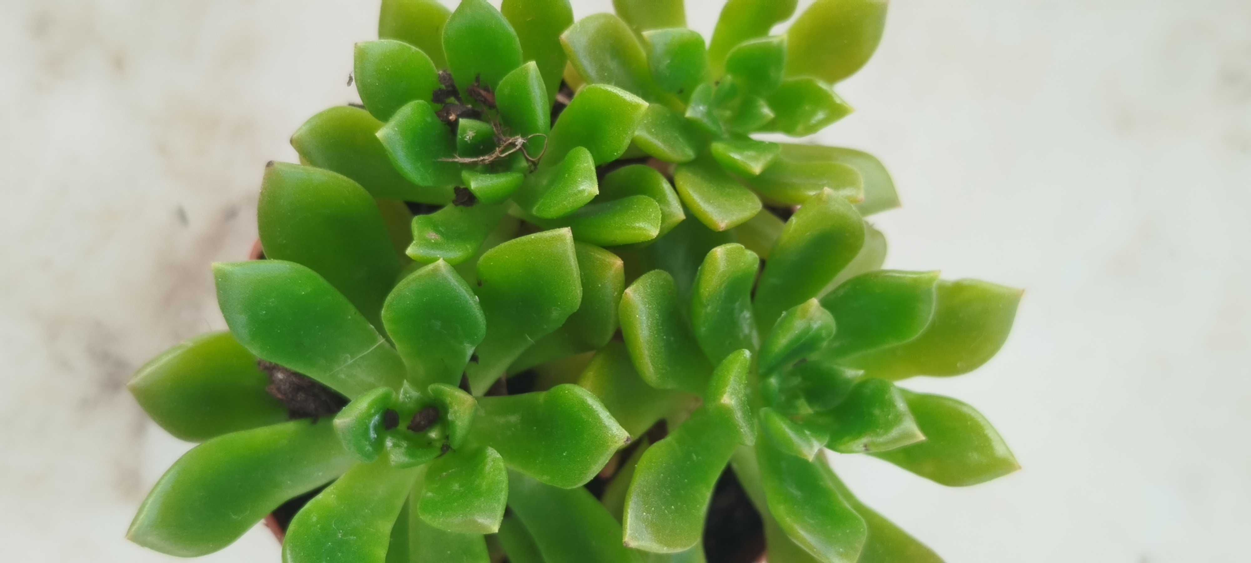 Suculenta a 1.50€