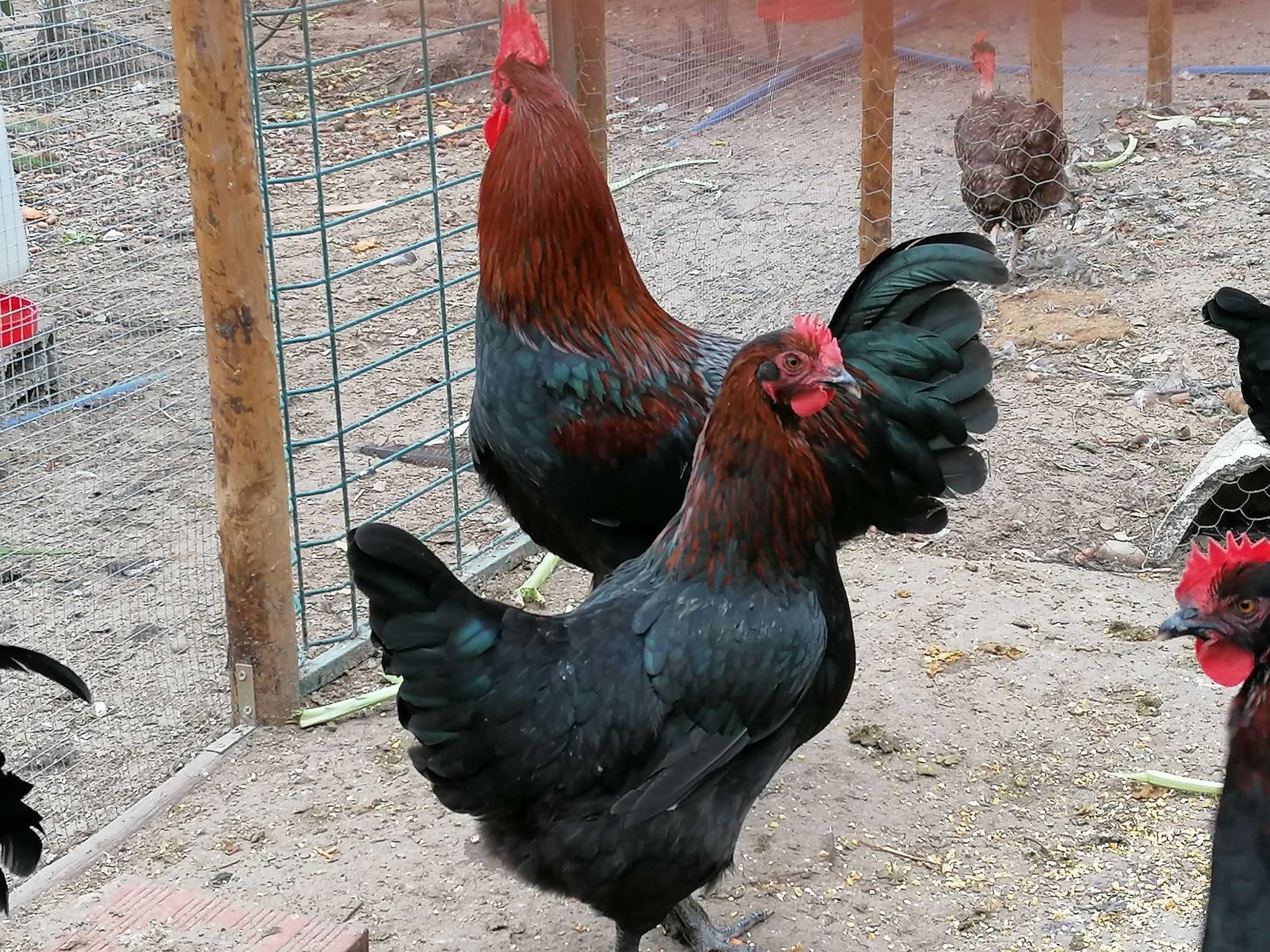 Galinhas pintos ovos de varias raças