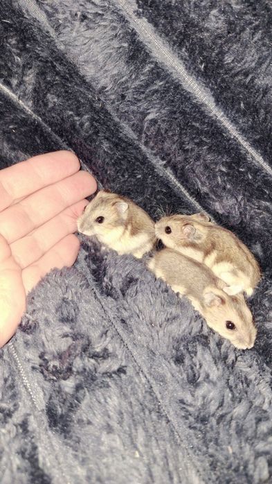 Хом'ячата джунгарикі