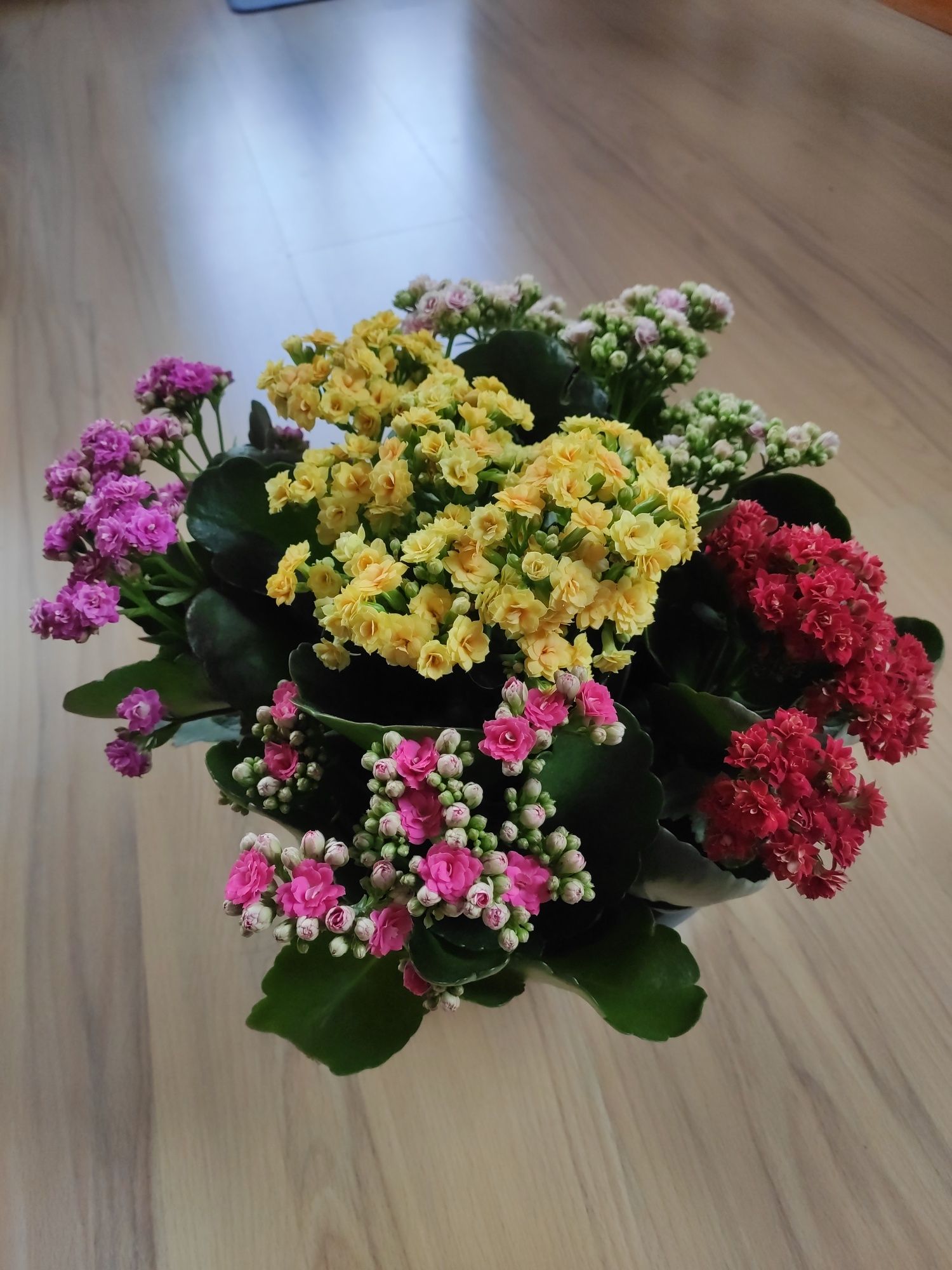Żyworódka pełna (Kalanchoe cinqolori) don. 23 cm