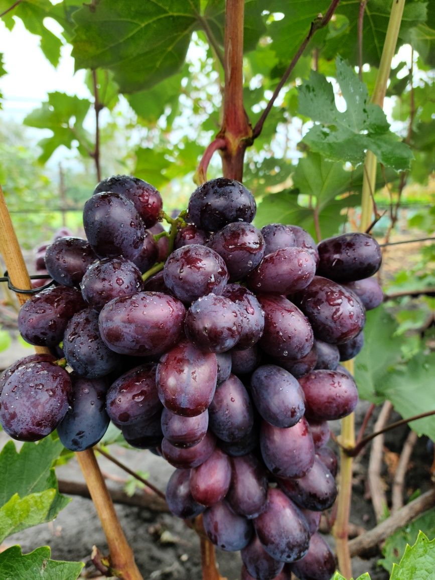 Продам двохрічні саджанці винограду