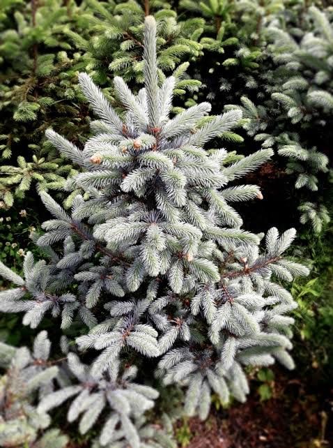 Sprzedaż choinek  50-100 zł Rejowiec