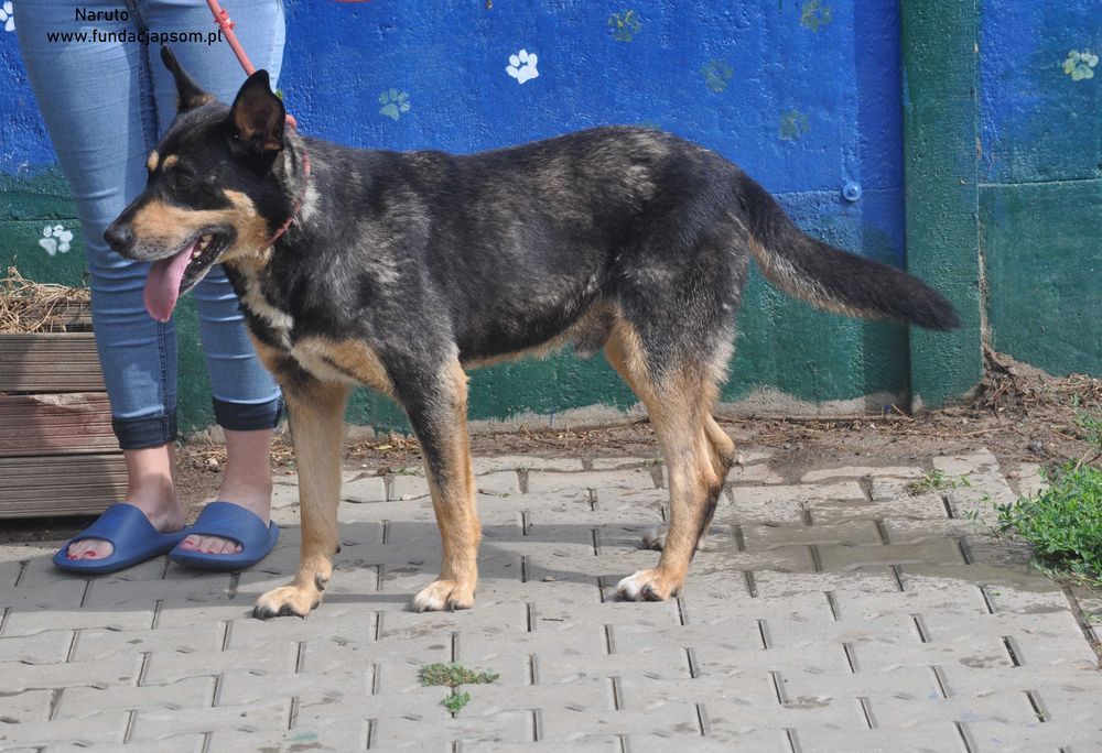 Naruto- poleca się do adopcji