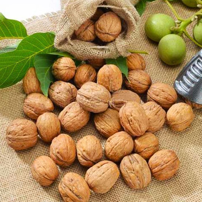 Саджанці грецького горіха(привитого)Роздріб/Саженцы грецкого ореха ОПТ