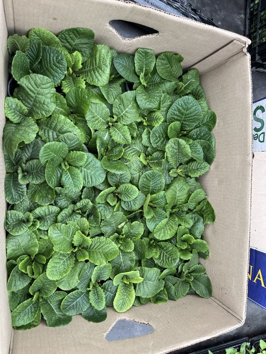 Примула махрова та звичайна