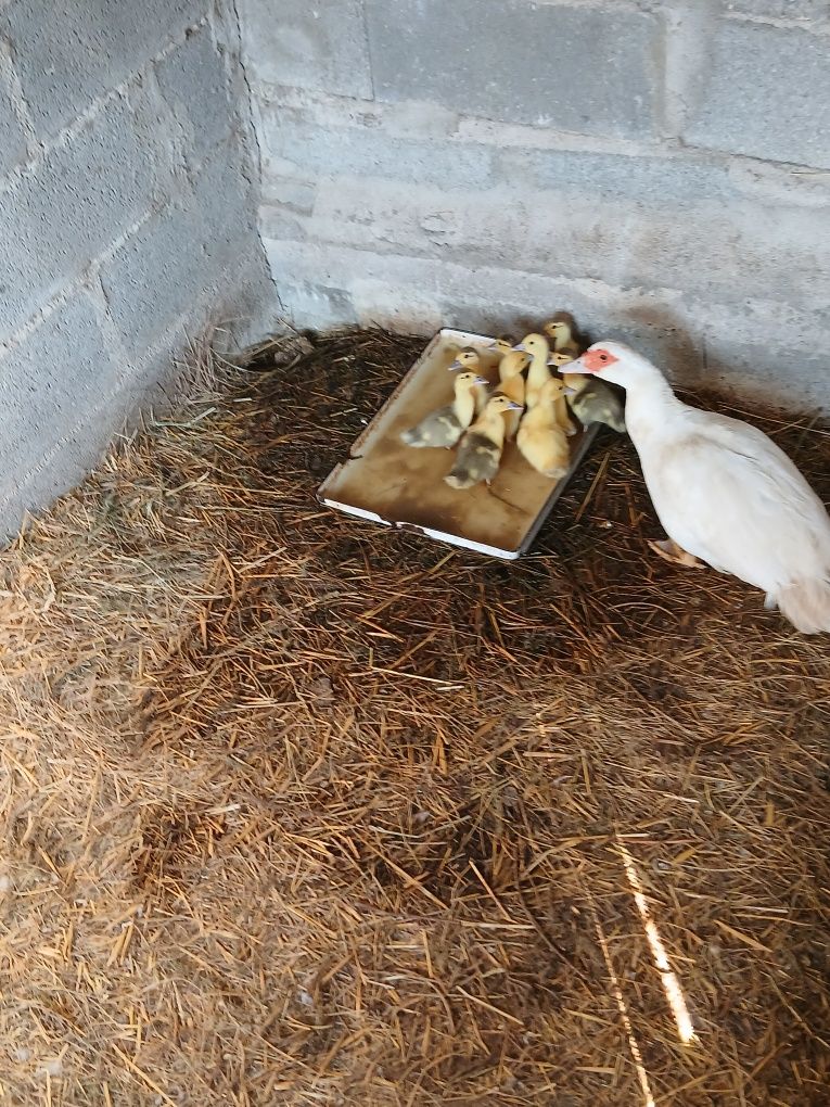 Vendo patos Mudos de várias idades