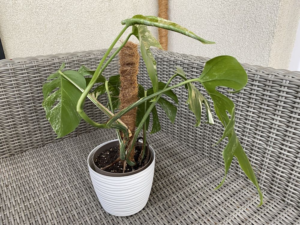 Monstera Deliciosa Variegata, pięknie wybarwiona