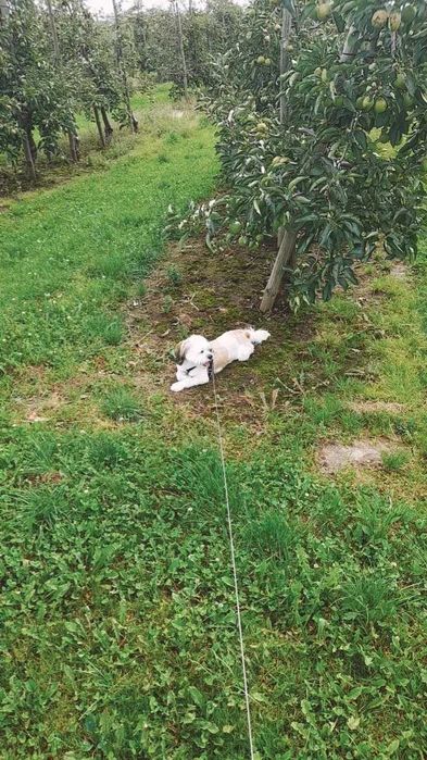 Działka na sprzedaż Węgrce Panieńskie 1.58 ha