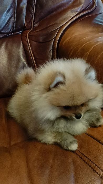 Szpic miniaturowy Pomeranian suczka