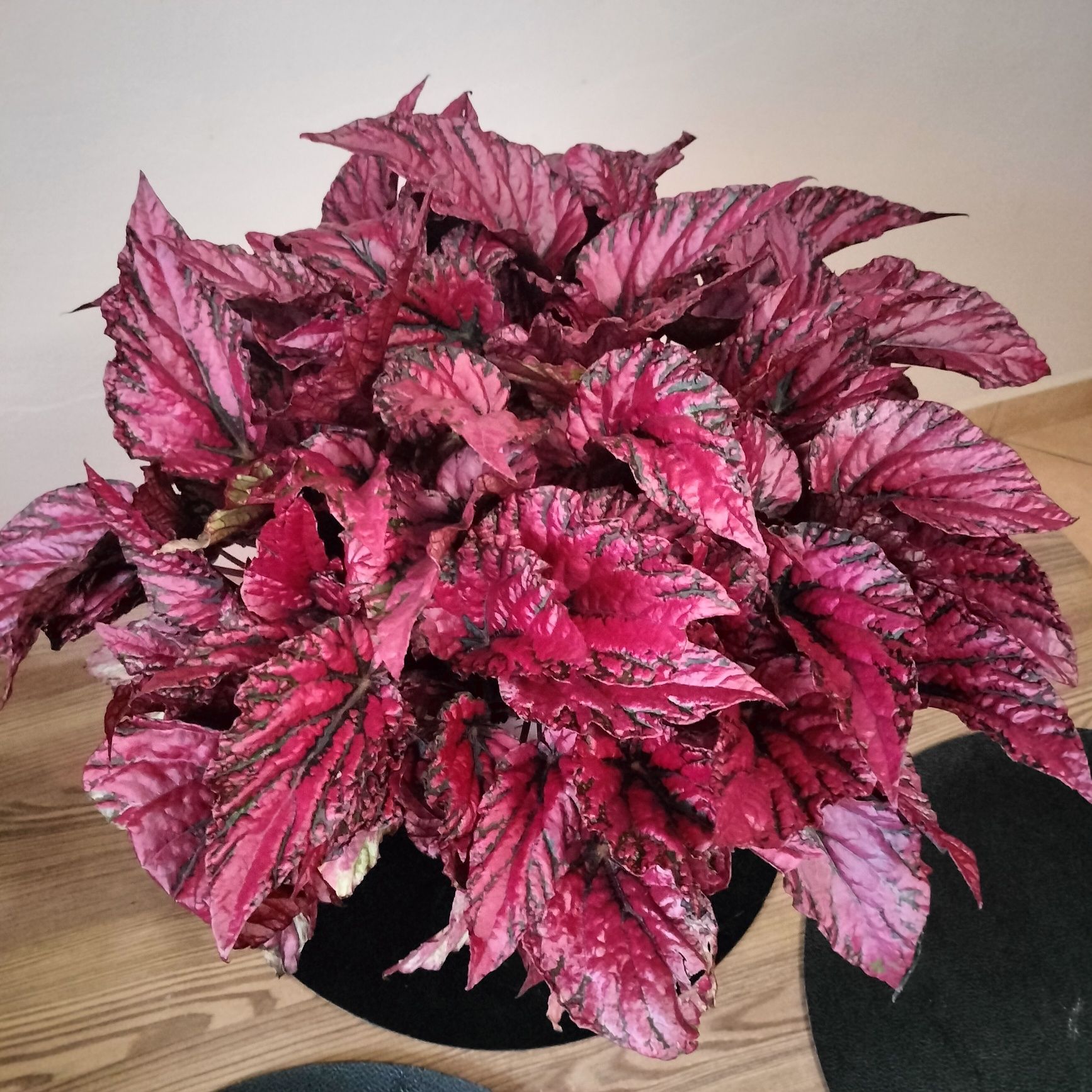 Begonia Inca Flame / piękna czerwona begonia