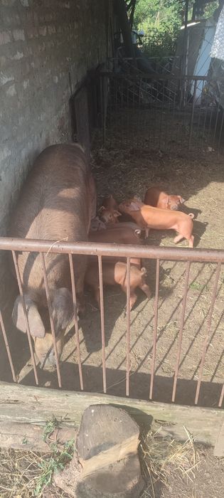 Поросята Дюрок + Дюрок ( чистий ) Місяць від опоросу