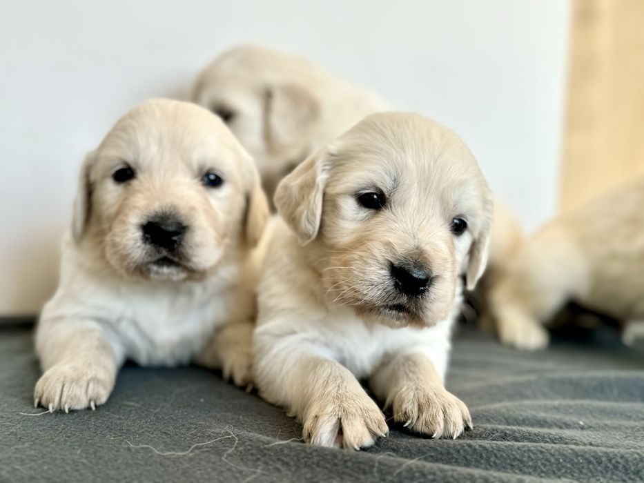 Golden Retriever piękne szczenię