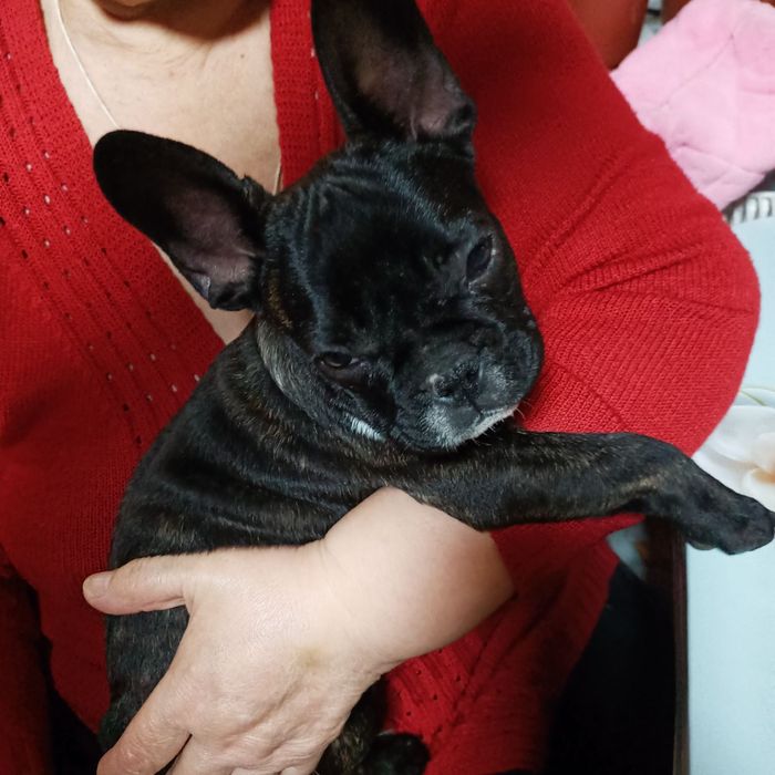 Продам щенков Французского бульдога