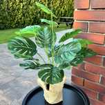 Kwiat Doniczkowy Sztuczny Monstera 50cm w Doniczce