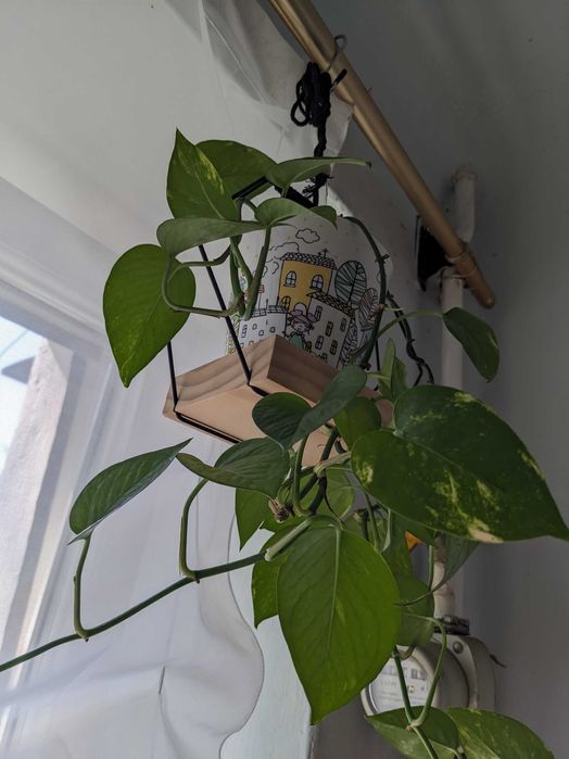 Золотистий сциндаптус