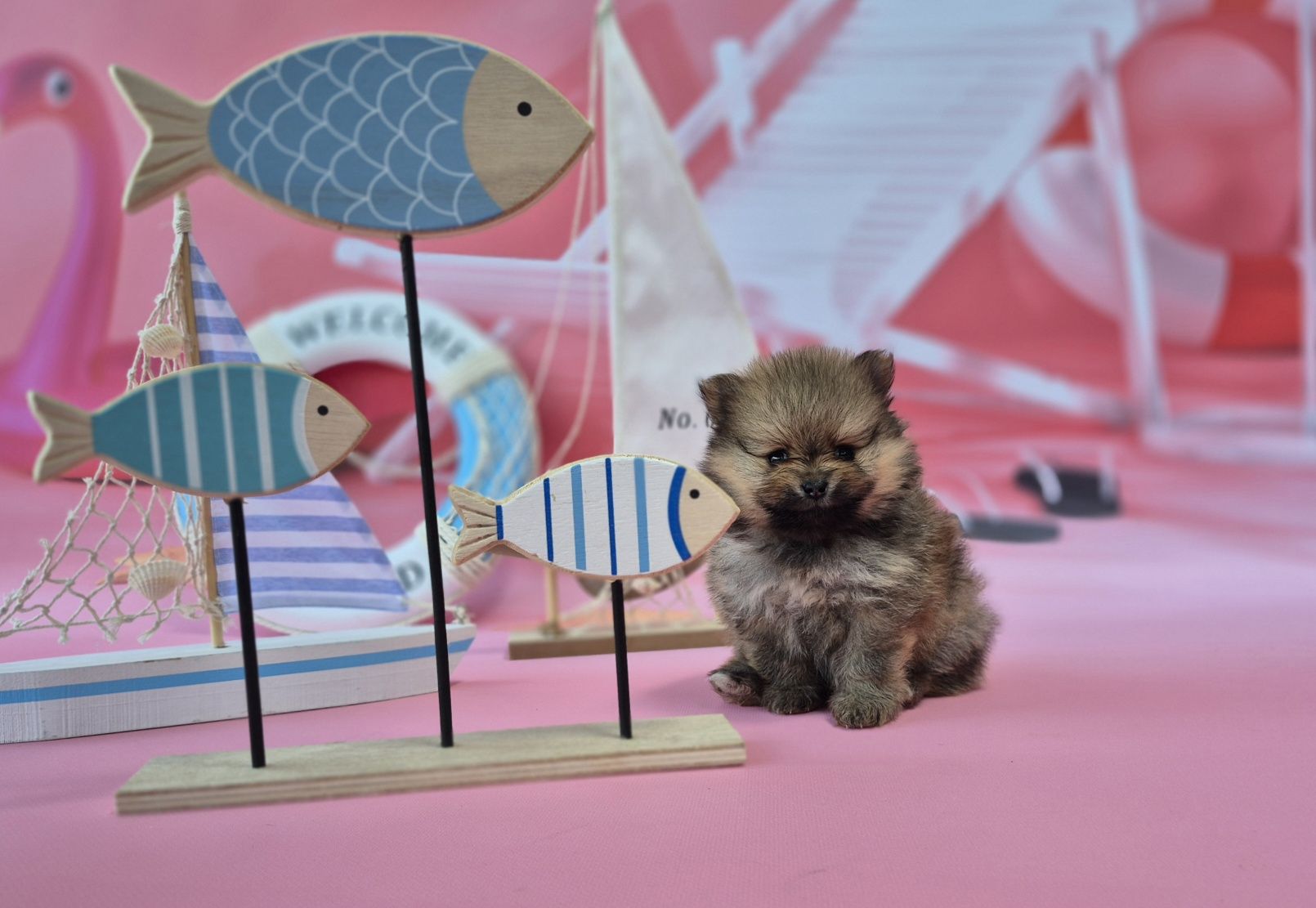 chłopiec szpic miniaturowy pomeranian