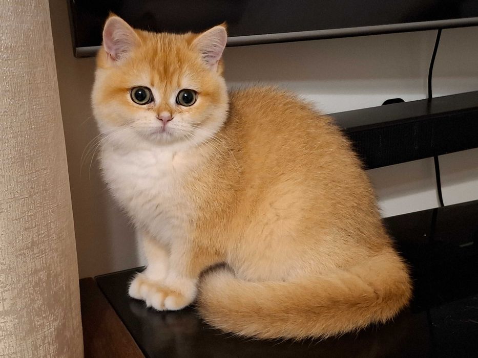 Kotka brytyjska  krótkowłosa ZŁOTA  wiarygodny rodowód  WCF-PZF