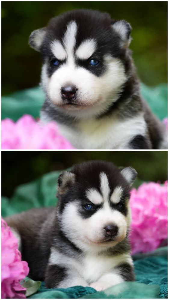 Niebieskooka przepiękna dziewczynka Siberian Husky FCI