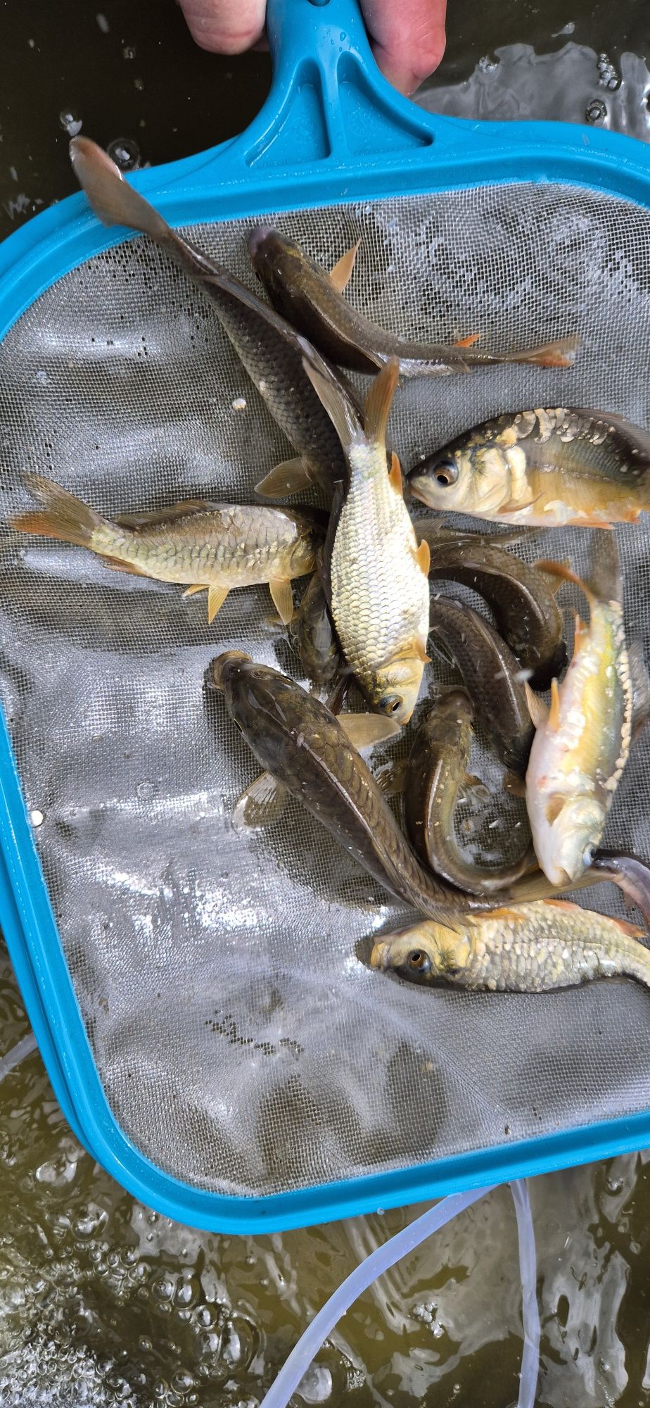 Karp Kroczek lin węgorz amur tołpyga karaś ryby staw oczko wodne