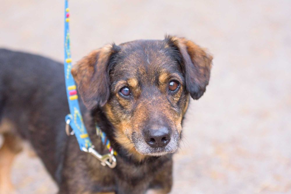 STEFEN - łagodny spokojny pies na tropie dobrego domu