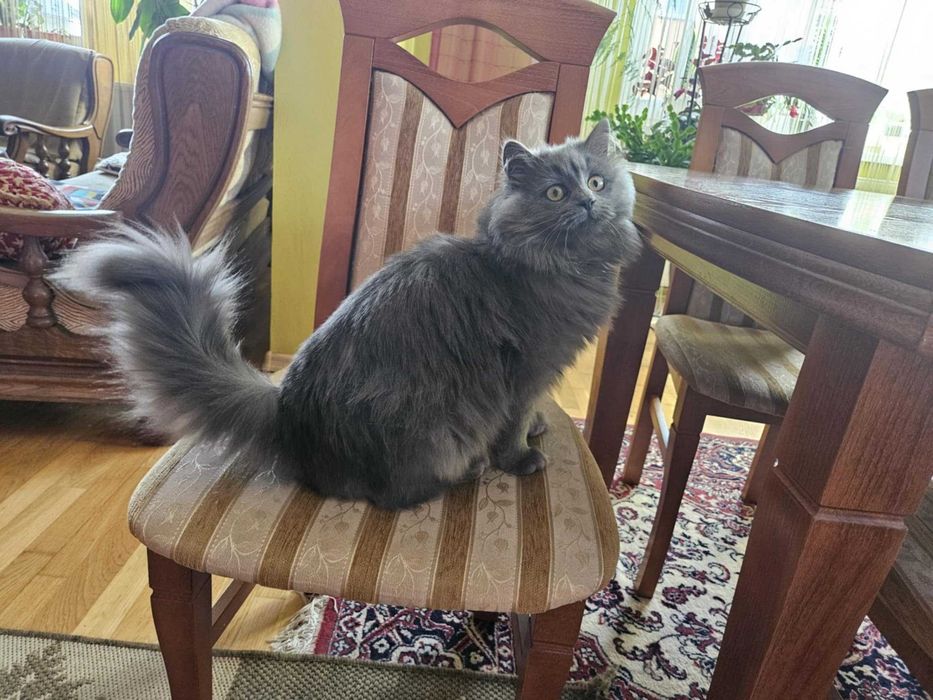 Koty syberyjskie, kotki syberyjskie