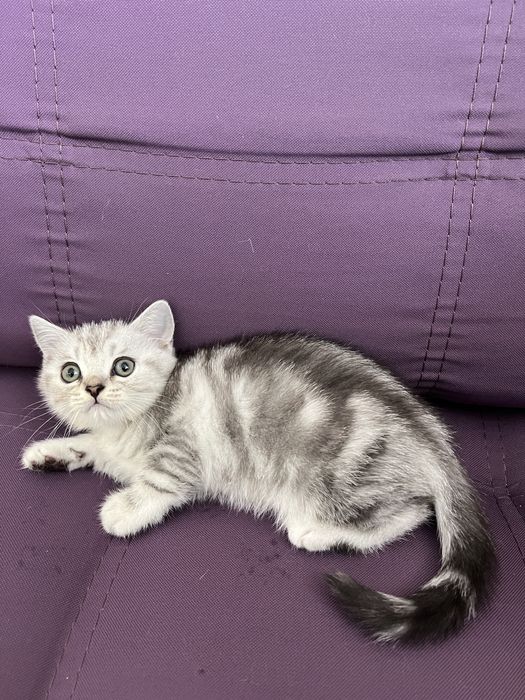 Чисокровне шиншилове кошеня тигрового окрасу, хлопчик