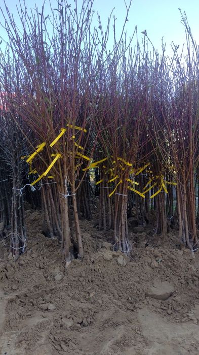 Drzewka owocowe Stare odmiany