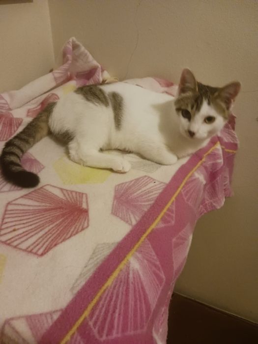 Puma- gatinho jovem (5meses) para adoção responsável