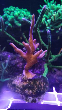 Montipora SPS koral