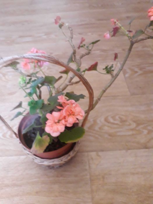 Продам цветы комнатные и уличные