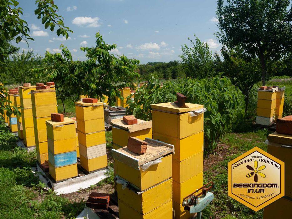 Бджолине маточне молочко для дітей свіже (4г на 30д курс)