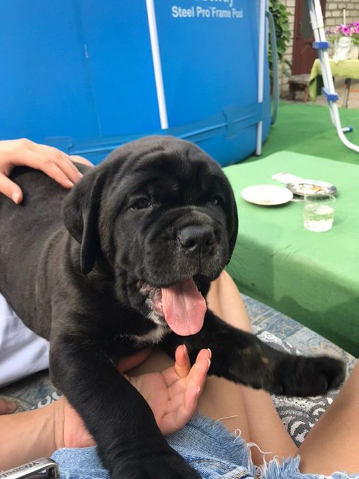 Парень ищет невесту